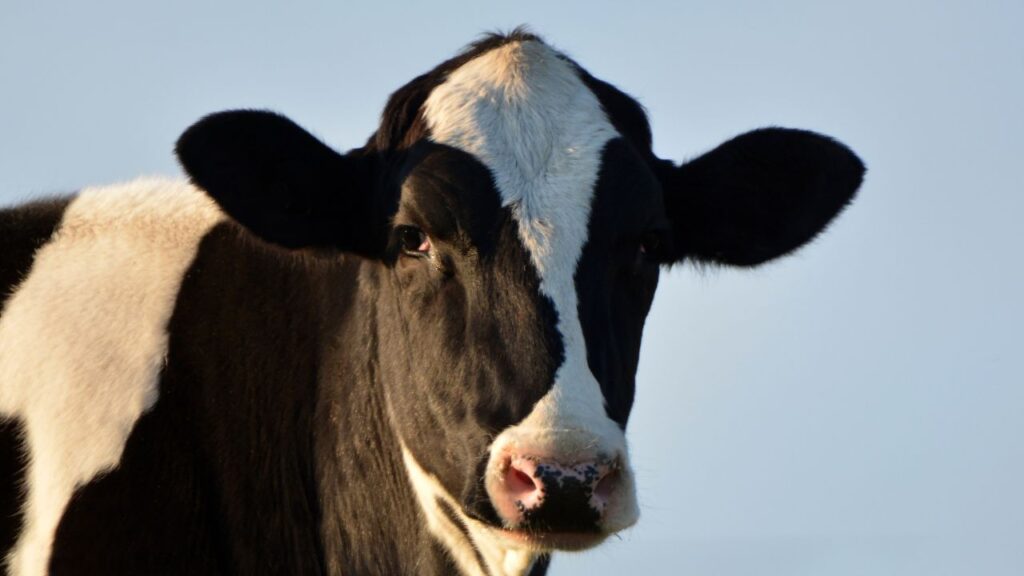 पशु चिकित्सकों के अनुसार जिन पशुओं से सामान्यतः 3–4 लीटर दूध मिलता है, वे इस नुस्खे से 6–7 लीटर दूध देने लगते हैं. ठंड के मौसम में जब दूध उत्पादन अक्सर गिर जाता है, तब यह तरीका दूध बढ़ाने का सबसे आसान और सुरक्षित उपाय साबित होता है. पशु चिकित्सकों के अनुसार जिन पशुओं से सामान्यतः 3–4 लीटर दूध मिलता है, वे इस नुस्खे से 6–7 लीटर दूध देने लगते हैं. ठंड के मौसम में जब दूध उत्पादन अक्सर गिर जाता है, तब यह तरीका दूध बढ़ाने का सबसे आसान और सुरक्षित उपाय साबित होता है.