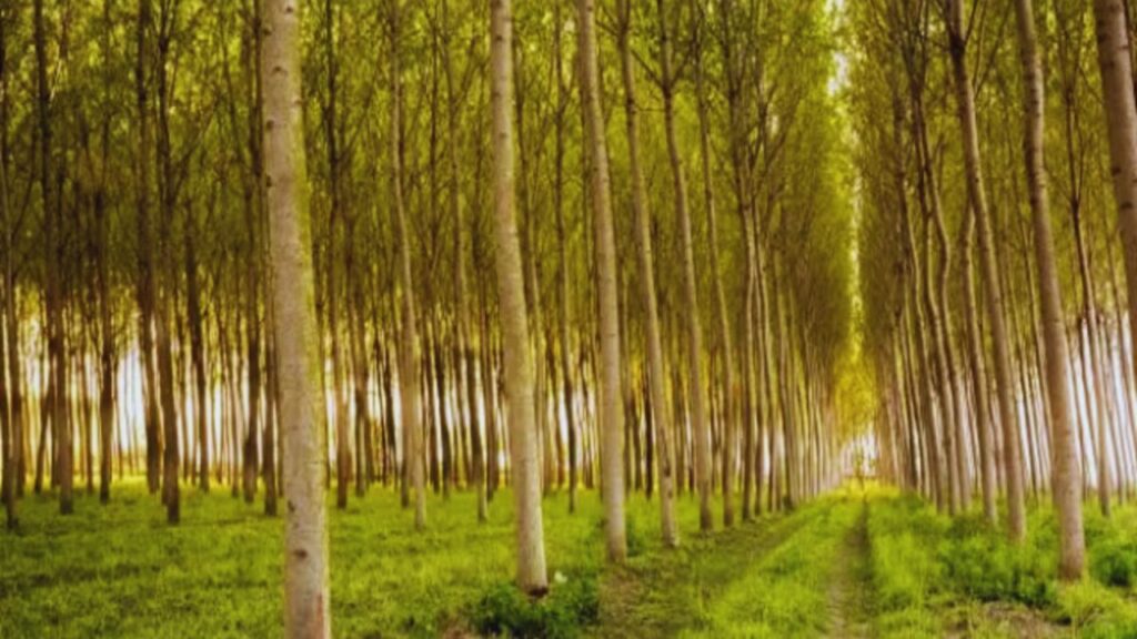 Poplar Tree Farming: जो किसान लंबे समय तक खेत खाली छोड़ देते हैं, उनके लिए पॉपलर और यूकेलिप्टस की खेती बेहद फायदेमंद है. ये पेड़ 5 से 7 साल में पूरी तरह तैयार हो जाते हैं और फर्नीचर व पेपर मिलों में आसानी से बिक जाते हैं. खास बात यह है कि इनकी देखभाल में ज्यादा मेहनत नहीं लगती.