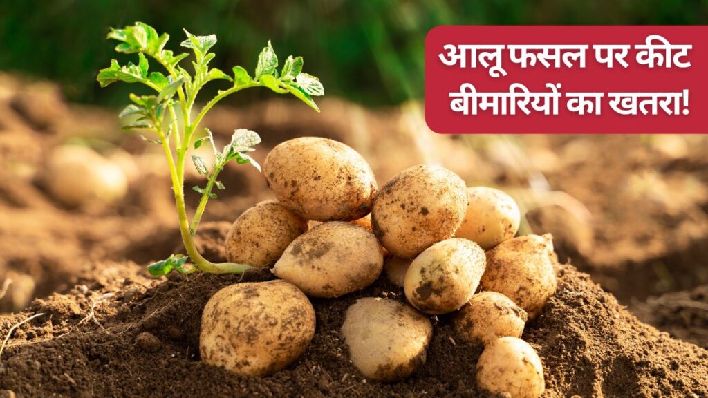 Potato crop disease prevention tips