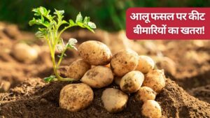 आलू का दुश्मन है ब्लाइट और लीफ रोल रोग, उपज खराब होने से बचाने के लिए तुरंत ये उपाय करें किसान