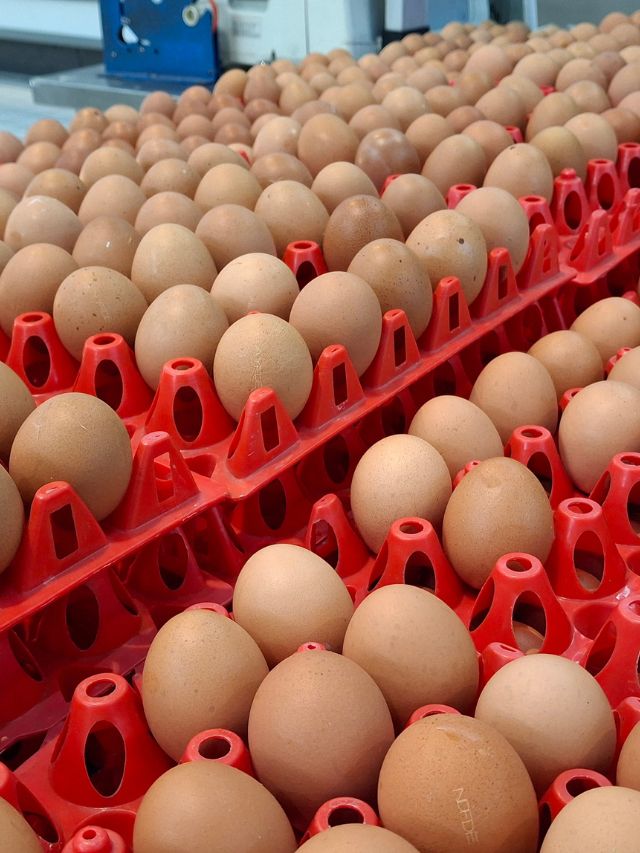 देसी अंडे से कमाएं लाखों! 200 मुर्गियों से शुरू करें बिजनेस