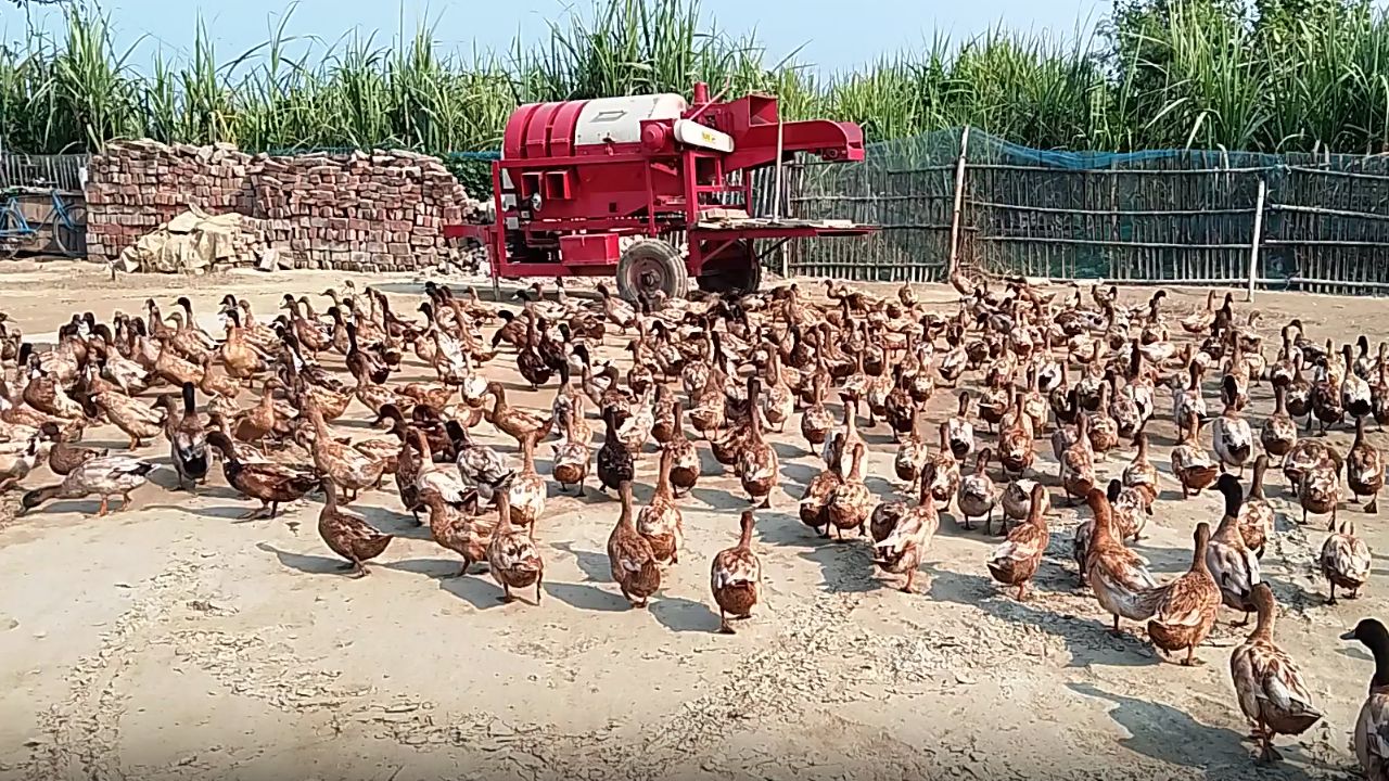 Poultry Farming Ashirwad Kumar Of Bihar Providing Employment To 10 People In Poultry Farming He Got Subsidy For Ducks And Chicken Farm