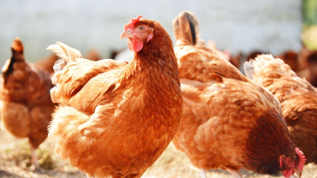 चूजों को शुरुआती 10 दिनों में मल्टीविटामिन A और E का सप्लीमेंट देना बेहद जरूरी है. यह उनकी रोग-प्रतिरोधक क्षमता बढ़ाता है और शरीर को संक्रमण से लड़ने के लिए मजबूत बनाता है. सही पोषण से चूजों की मृत्यु दर कम होती है और उत्पादन सुरक्षित रहता है.