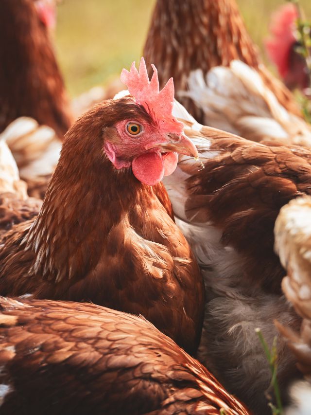 मुर्गियों को होता है सर्दी-जुकाम? जानें बचाव के उपाय