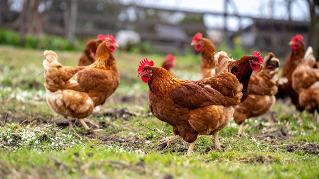 इस बीमारी का फिलहाल कोई ठोस इलाज नहीं है. एक बार चूजा संक्रमित हो जाए, तो मृत्यु लगभग तय होती है. यही कारण है कि इसे मुर्गा पालन में ‘खामोश किलर’ कहा जाता है. इसलिए शुरुआती सावधानी और फार्म की सुरक्षा सबसे महत्वपूर्ण उपाय हैं.