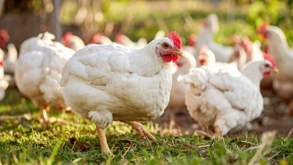 फार्म की रोजाना सफाई करें, बिछावन हमेशा सूखा और साफ रखें. पानी और दाने के बर्तनों की सफाई नियमित करें. जब तक धूप निकल रही हो, चूजों को धूप में रखें और पाले या ठंडी हवाओं के दौरान खुले में बिल्कुल न छोड़ें. इससे फफूंद और संक्रमण का खतरा काफी कम होता है.