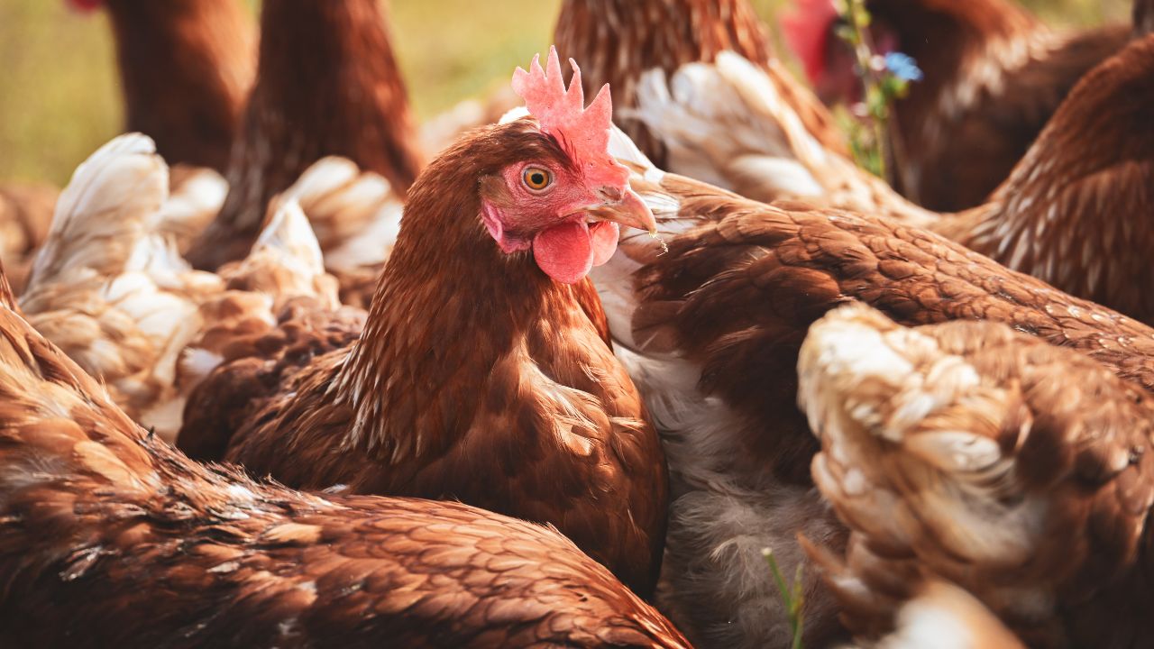 Poultry Farming Poses Challenge Winter With Temperatures Dropping And Risk Disease And Losses Increasing
