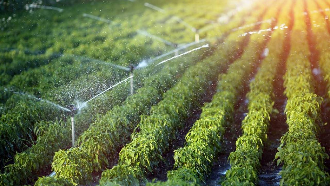 Under The Pradhan Mantri Krishi Sinchai Yojana Pmksy Scheme Farmers Are Being Given A Subsidy Of 45 To 50 Percentage On Sprinklers