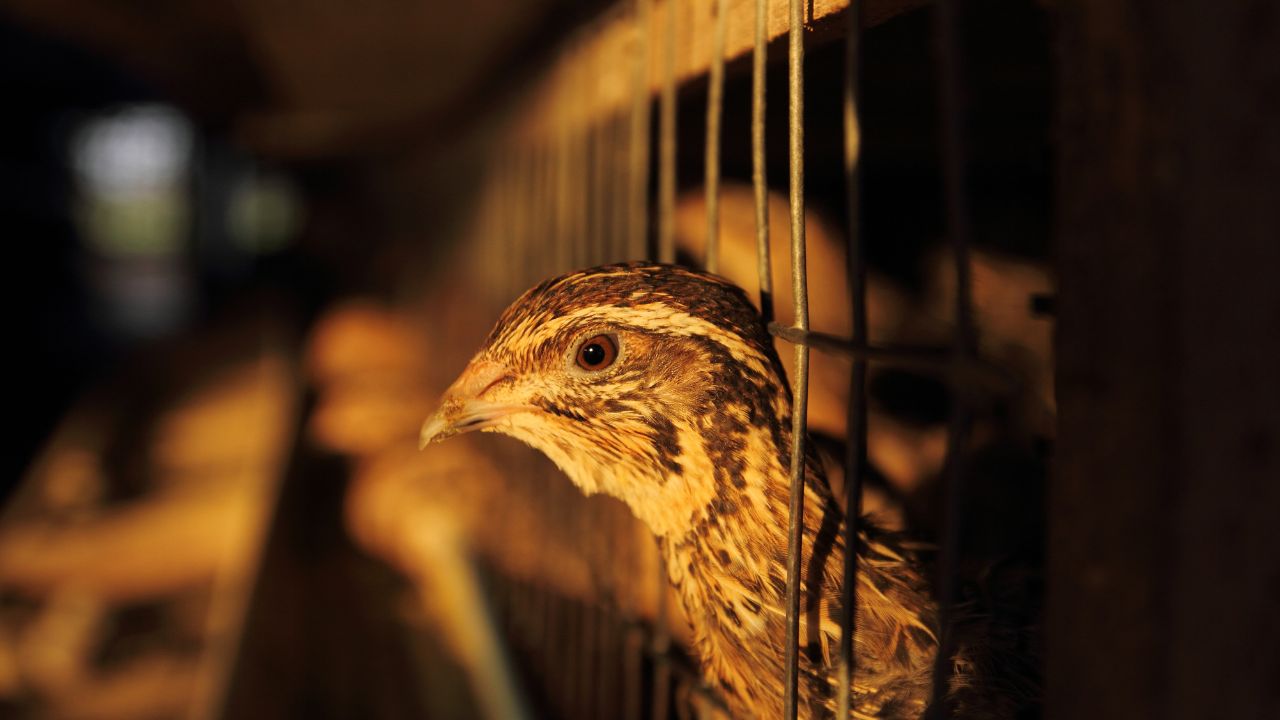 Rural Business Ideas Teetar Palan Kaise Shuru Kare How To Start Quail Farming Benefits Profit Guide