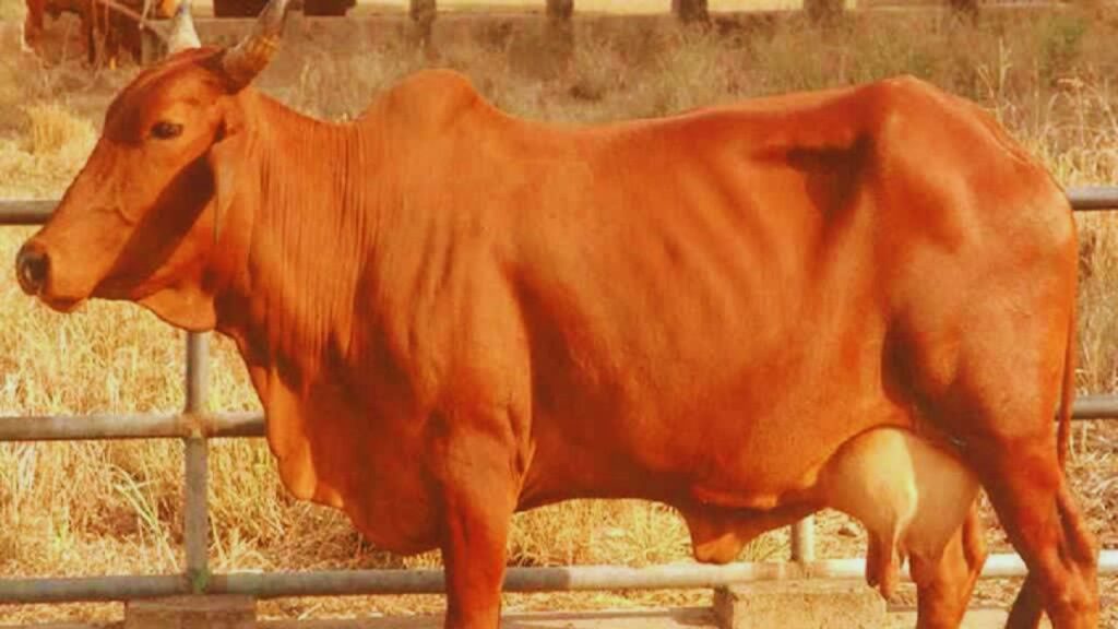 Red Sindi Gay Ki Khasiyat: सिंध क्षेत्र से आई यह गाय औसतन 15–20 लीटर दूध देती है. इसकी खास बात यह है कि यह गर्मी व कीट-रोगों के असर से जल्दी प्रभावित नहीं होती, इसलिए गांवों के खुले वातावरण में आसानी से पनपती है. Red Sindi Gay Ki Khasiyat: सिंध क्षेत्र से आई यह गाय औसतन 15–20 लीटर दूध देती है. इसकी खास बात यह है कि यह गर्मी व कीट-रोगों के असर से जल्दी प्रभावित नहीं होती, इसलिए गांवों के खुले वातावरण में आसानी से पनपती है.