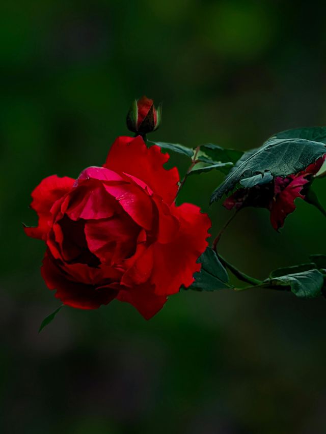 सर्दियों में मुरझा रहा गुलाब? अपनाएं ये आसान टिप्स