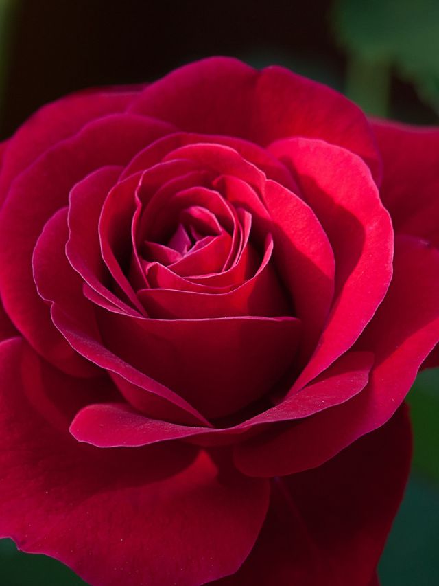 गुलाब हरा-भरा है लेकिन फूल गायब? अपनाएं ये सीक्रेट टिप्स!