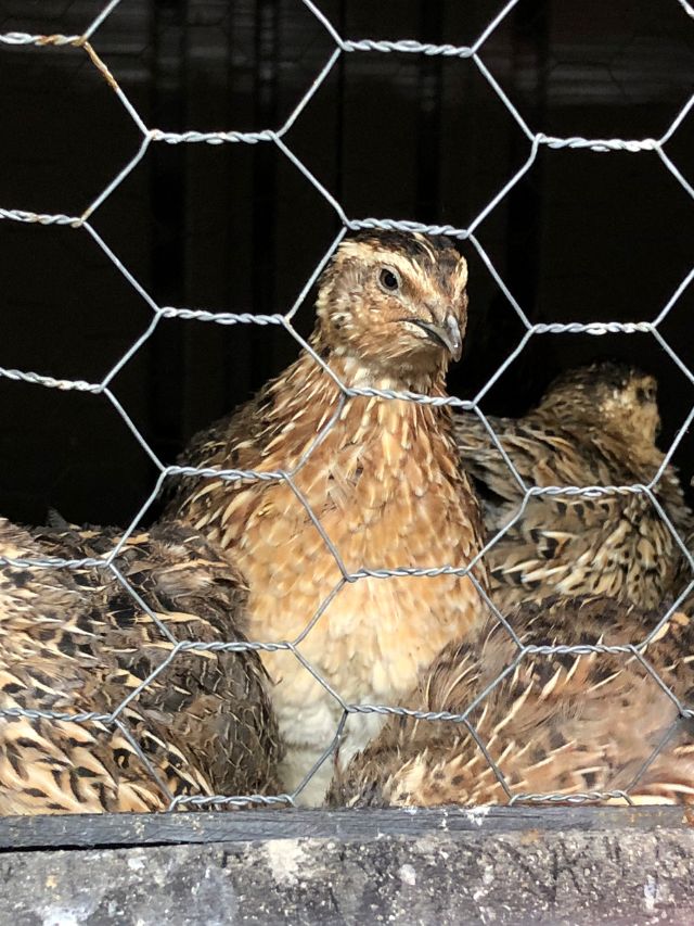 इन 3 पक्षियों से किसान कमा रहे हैं 2X मुनाफा, जानें