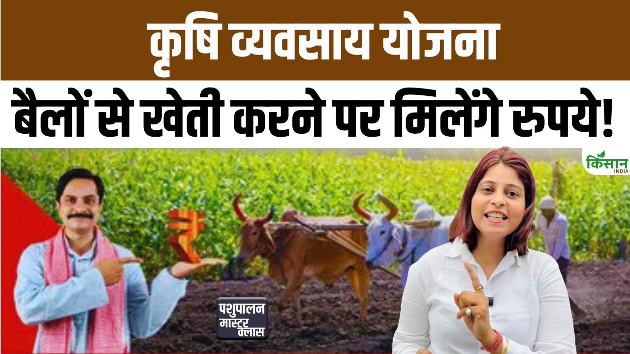 Bullock Farming Scheme: बैलों से खेती करने पर सरकार देगी आर्थिक सहायता खर्च कम मुनाफा ज्यादा होगा