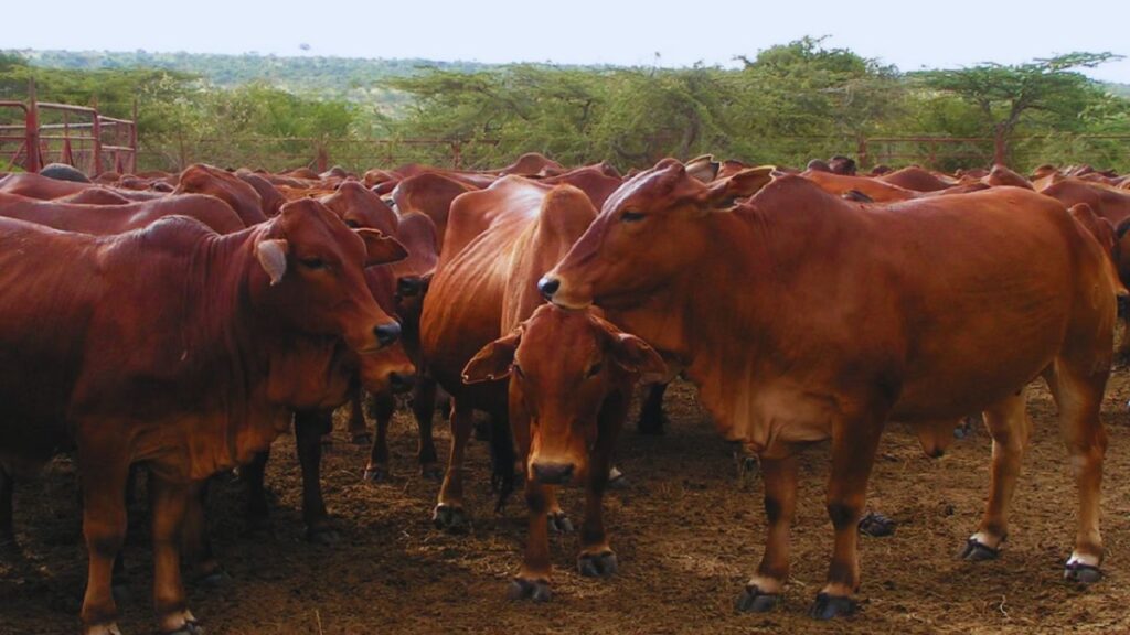 इस नस्ल का शरीर मजबूत होता है और यह तेज गर्मी व बदलते मौसम को आसानी से सह लेती है. इसलिए भारत की किसी भी जलवायु में बिना दिक्कत के बढ़ती और टिकती है—कम बीमार पड़ती है और ज्यादा उत्पादन देती है. इस नस्ल का शरीर मजबूत होता है और यह तेज गर्मी व बदलते मौसम को आसानी से सह लेती है. इसलिए भारत की किसी भी जलवायु में बिना दिक्कत के बढ़ती और टिकती है—कम बीमार पड़ती है और ज्यादा उत्पादन देती है.