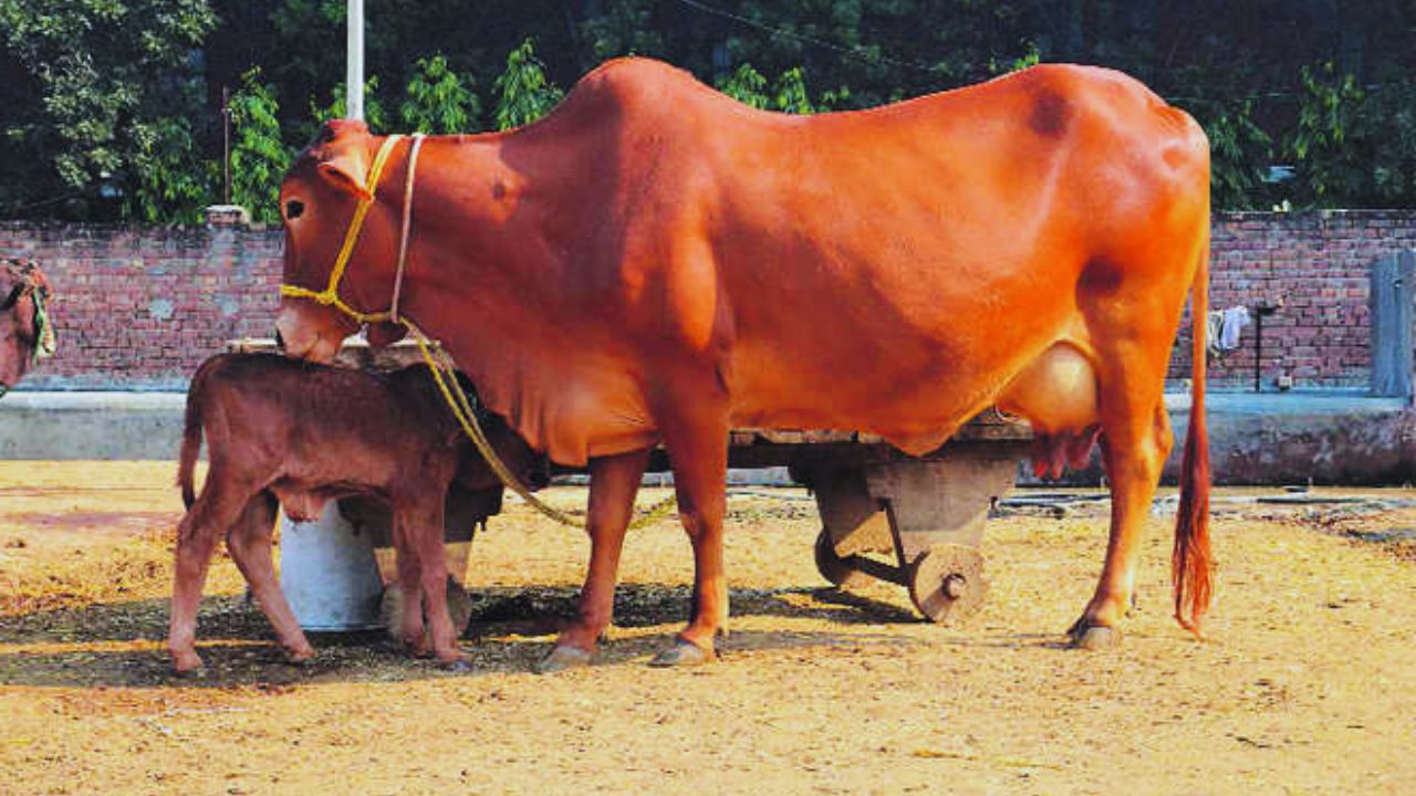 These Indigenous Cows Considered Milk Machines Producing Up 20 Liters Milk Daily Low Cost