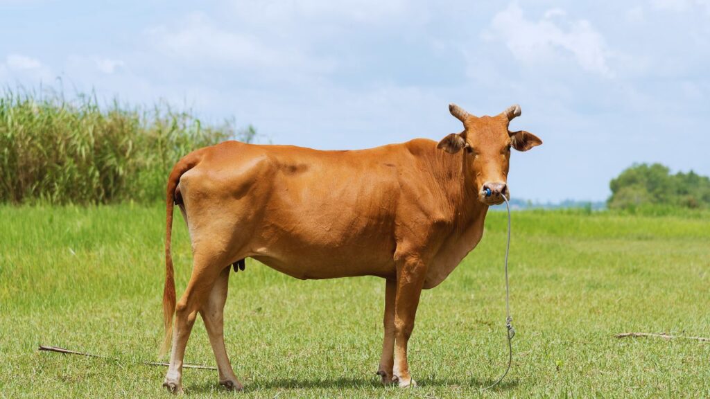 साहीवाल के दूध में फैट और प्रोटीन की मात्रा अधिक होती है, इसलिए इसका दूध साधारण से ज्यादा दाम पर बिक जाता है (50–60 रुपये या उससे भी ऊपर). इससे एक गाय भी किसान को रोज की अच्छी आमदनी दे सकती है. साहीवाल के दूध में फैट और प्रोटीन की मात्रा अधिक होती है, इसलिए इसका दूध साधारण से ज्यादा दाम पर बिक जाता है (50–60 रुपये या उससे भी ऊपर). इससे एक गाय भी किसान को रोज की अच्छी आमदनी दे सकती है.