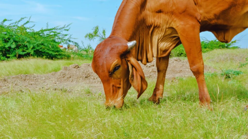 ग्रामीण इलाकों में पशुपालकों के लिए साहीवाल गाय इसलिए खास है क्योंकि बहुत कम देखभाल में भी यह रोज 10–15 लीटर तक दूध दे देती है. कम खर्च, ज्यादा उत्पादन—इसी वजह से यह छोटे किसानों की पहली पसंद बन रही है. ग्रामीण इलाकों में पशुपालकों के लिए साहीवाल गाय इसलिए खास है क्योंकि बहुत कम देखभाल में भी यह रोज 10–15 लीटर तक दूध दे देती है. कम खर्च, ज्यादा उत्पादन—इसी वजह से यह छोटे किसानों की पहली पसंद बन रही है.
