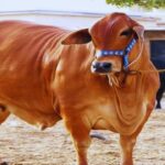 Dairy Farming Business