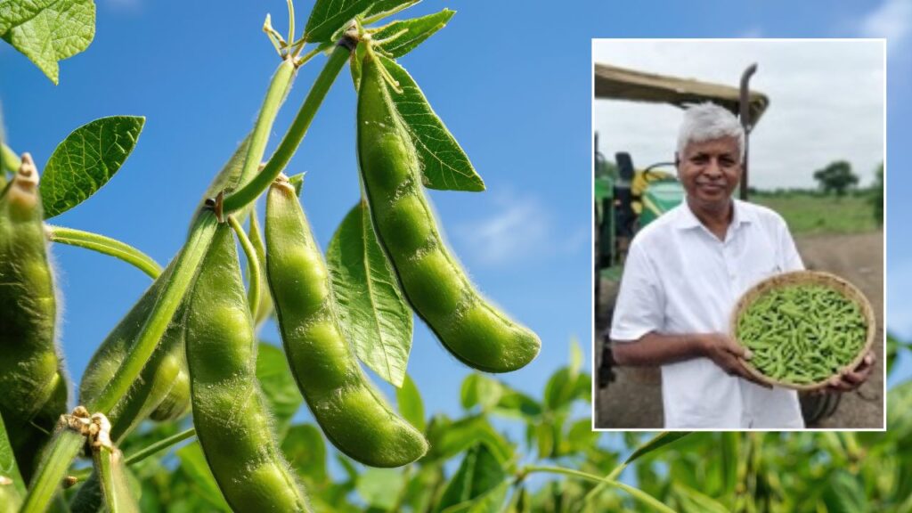 Soybean Swarna Vasundhara variety