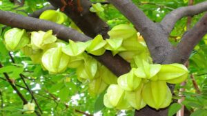 लीची के गढ़ में विदेशी फल की एंट्री, स्टार फ्रूट की खेती से बढ़ी किसानों की आमदनी