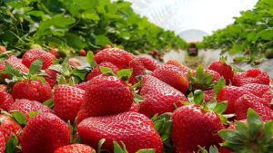 किचन गार्डन में उगाएं स्ट्रॉबेरी, जानिए इस विदेशी फल को घर में उगाने का आसान तरीका किचन गार्डन में उगाएं स्ट्रॉबेरी, जानिए इस विदेशी फल को घर में उगाने का आसान तरीका