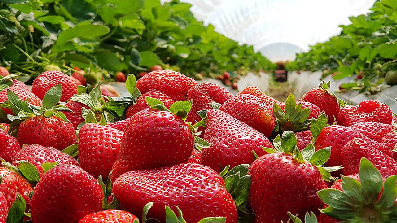 किचन गार्डन में उगाएं स्ट्रॉबेरी, जानिए इस विदेशी फल को घर में उगाने का आसान तरीका