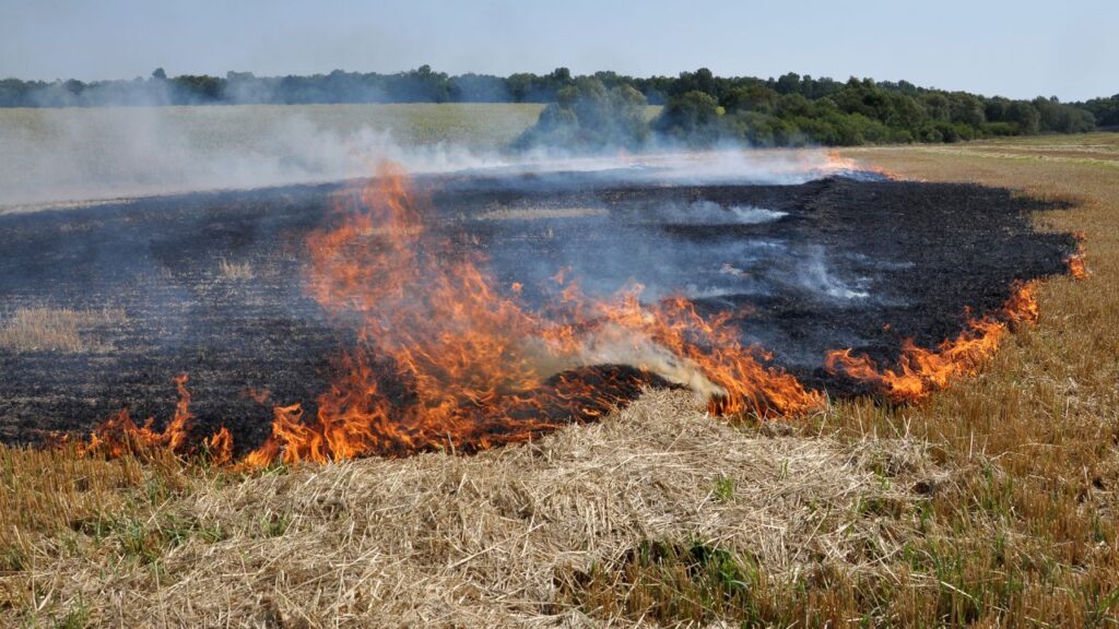 Stubble Burning
