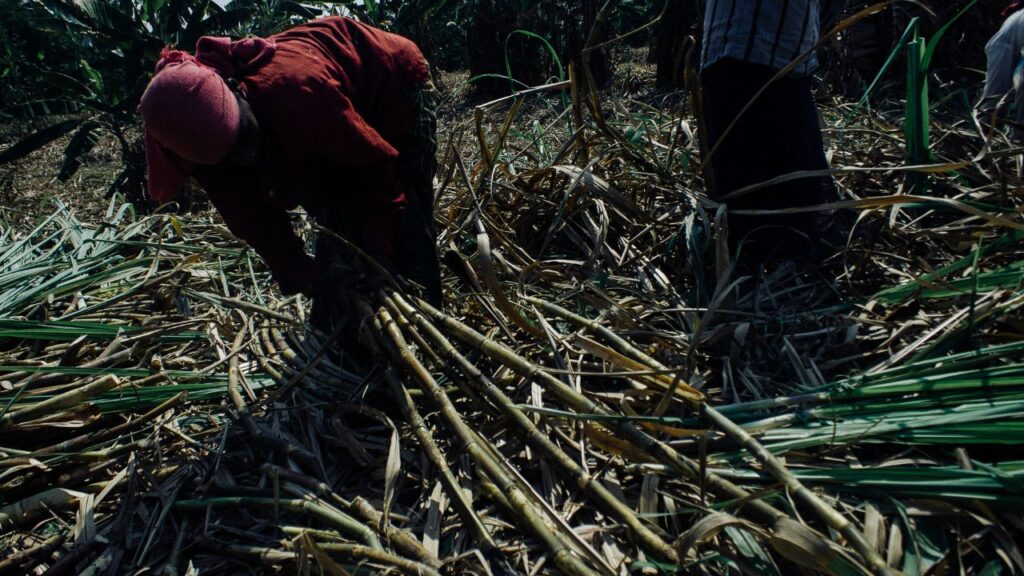 Sugar cane