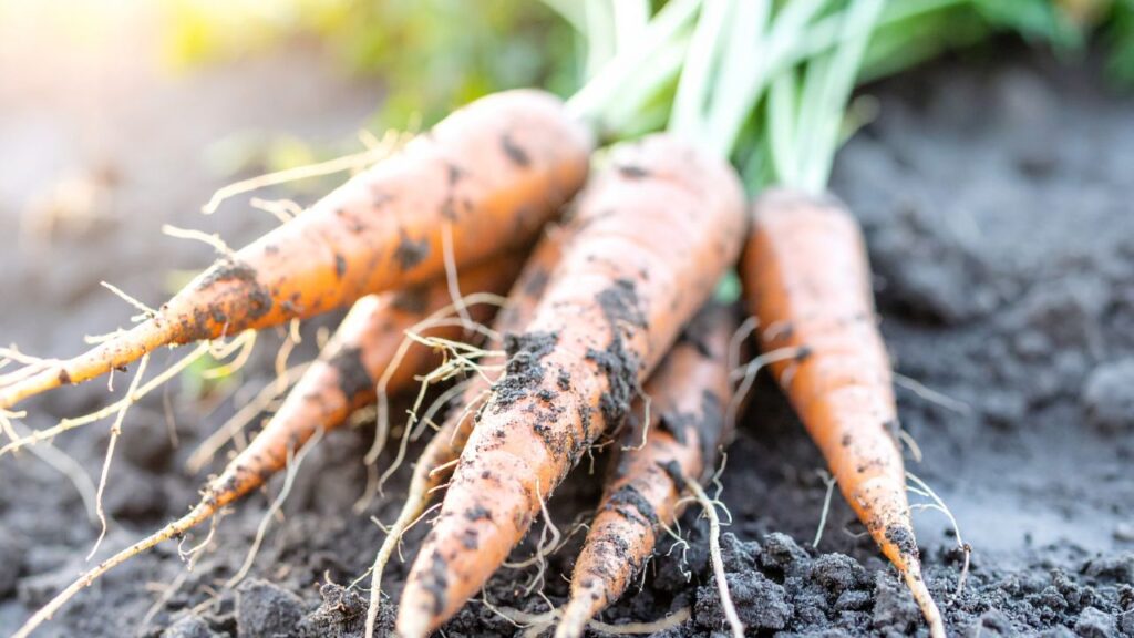 Carrot Farming