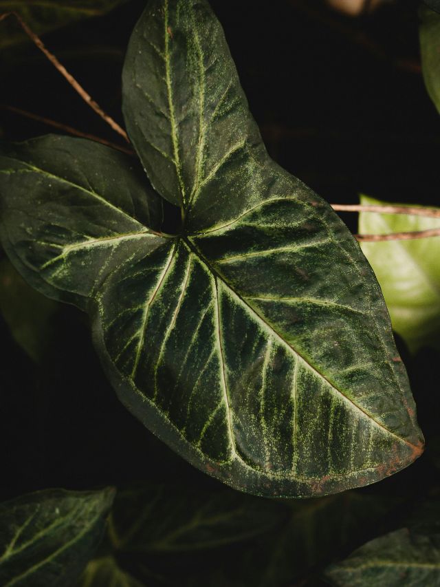 बेडरूम में लगाएं ये पौधा, पॉजिटिव एनर्जी से भर जाएगा घर