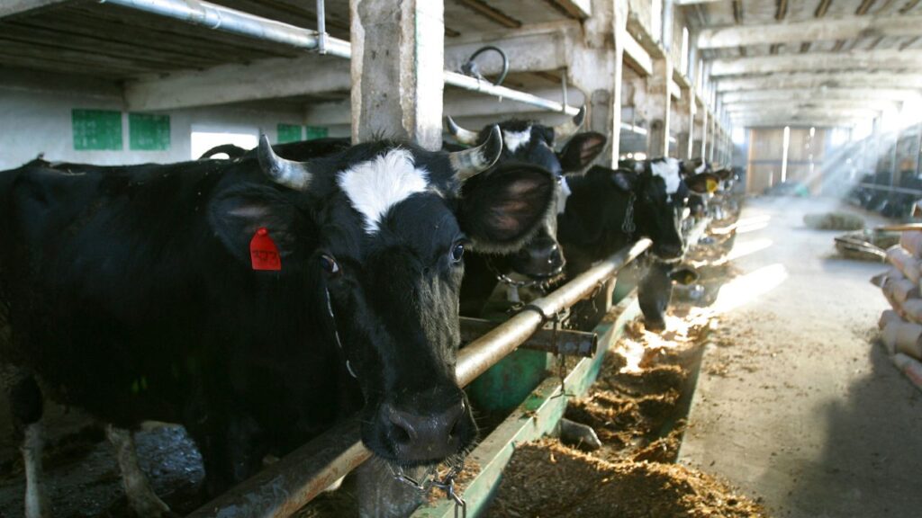 सर्दियों में खराब या गला-सड़ा चारा पशुओं में बीमारी का सबसे बड़ा कारण बनता है. चारा देते समय ध्यान रखें कि उसमें कोई कीड़ा, फफूंदी या जहरीला पदार्थ न हो. पौष्टिक और साफ चारा देने से पशुओं की इम्यूनिटी बढ़ती है. सर्दियों में खराब या गला-सड़ा चारा पशुओं में बीमारी का सबसे बड़ा कारण बनता है. चारा देते समय ध्यान रखें कि उसमें कोई कीड़ा, फफूंदी या जहरीला पदार्थ न हो. पौष्टिक और साफ चारा देने से पशुओं की इम्यूनिटी बढ़ती है.