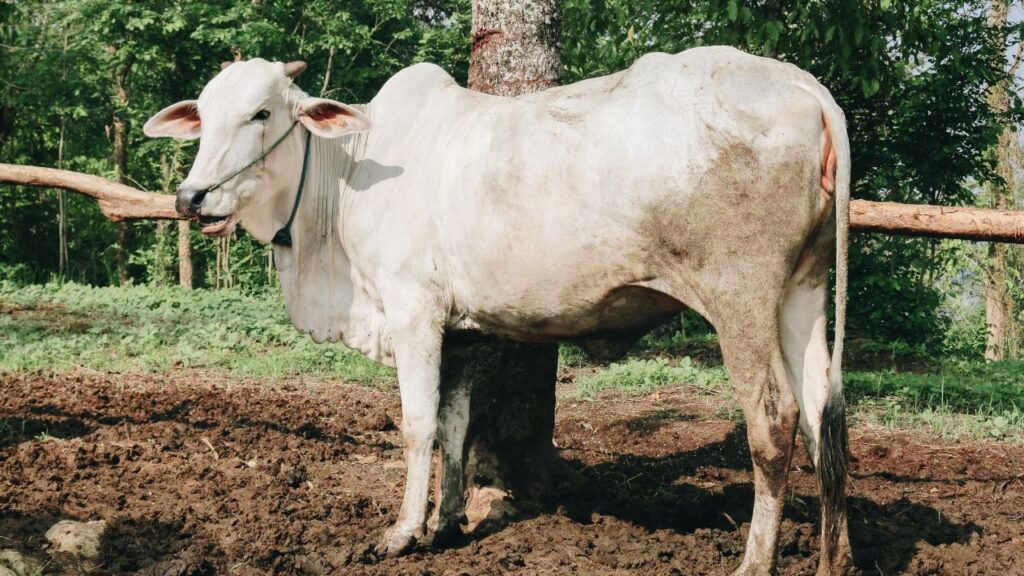 थारपारकर गाय की रोग प्रतिरोधक क्षमता मजबूत होती है. यह दूसरी नस्लों की तुलना में कम बीमार पड़ती है, जिससे दवाइयों और पशु चिकित्सक पर होने वाला खर्च काफी कम हो जाता है.