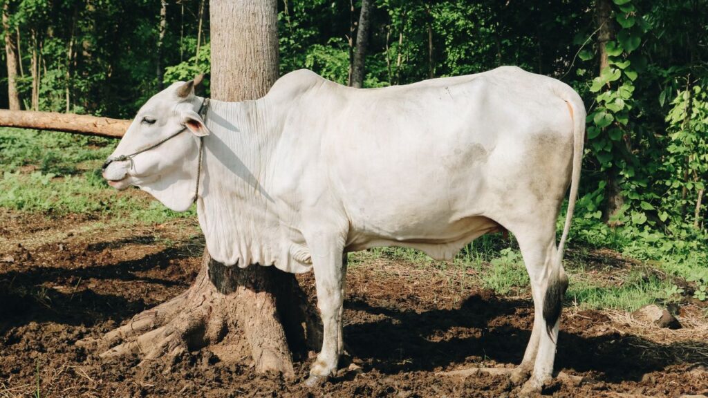 थारपारकर गाय प्रतिदिन औसतन 15 से 18 लीटर दूध देती है. एक ब्यांत में इसका दूध उत्पादन 1500 से 2200 लीटर तक पहुंच सकता है, जो इसे देश की बेहतर देशी नस्लों में शामिल करता है.