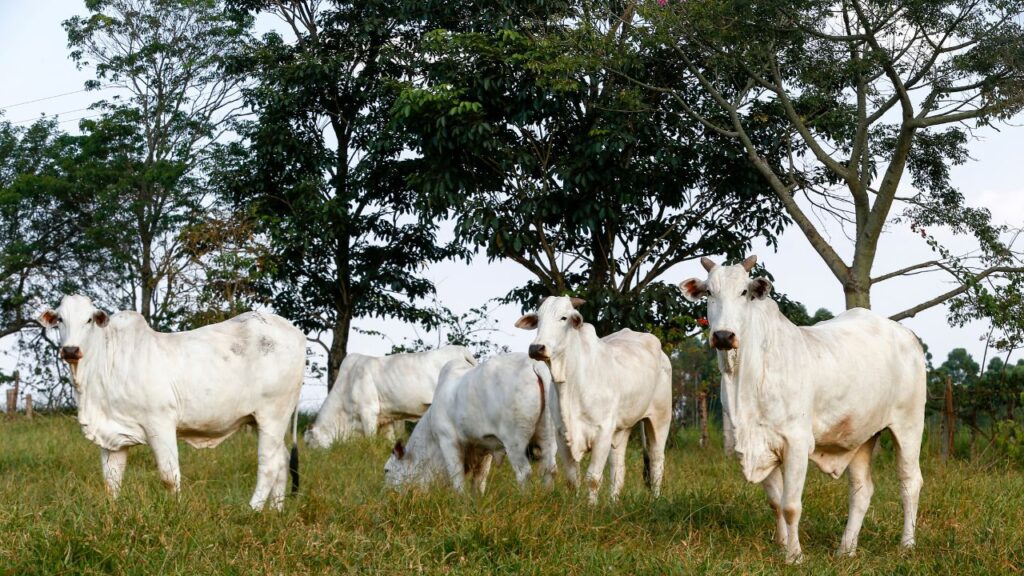 इस नस्ल की सबसे बड़ी ताकत इसकी सहनशक्ति है. थारपारकर गाय तेज गर्मी, लू और सर्द मौसम को आसानी से झेल लेती है. यही वजह है कि यह राजस्थान जैसे गर्म इलाकों से लेकर यूपी, बिहार और महाराष्ट्र तक सफलतापूर्वक पाली जा रही है.