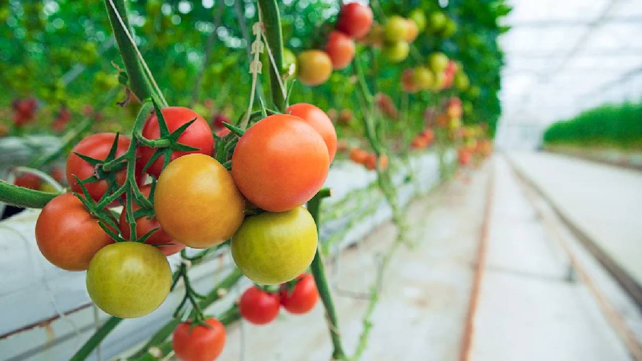 Tomato Farming Tips For Higher Production Farmers Must Avoid These Mistakes To Prevent Tomato Crop Loss