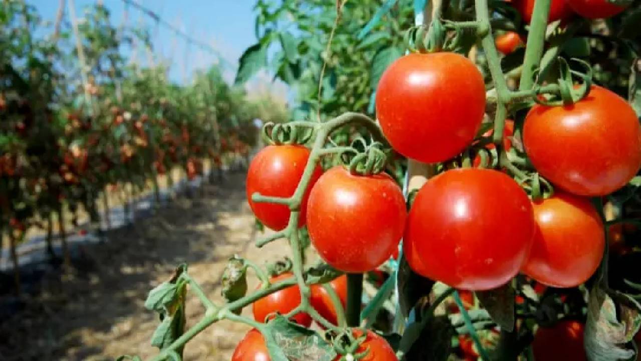 What To Do To Save Tomato Crop From Blight Disease Tomato Farming