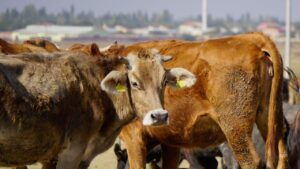 सर्दियों में गाय-भैंस की एक गलती घटा सकती है दूध, जानिए ठंड में सही देखभाल के जरूरी तरीके