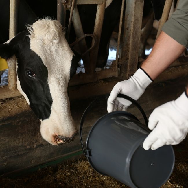 Pashupalan Khurak Chart, Cow Feeding Chart, Buffalo Feeding Chart