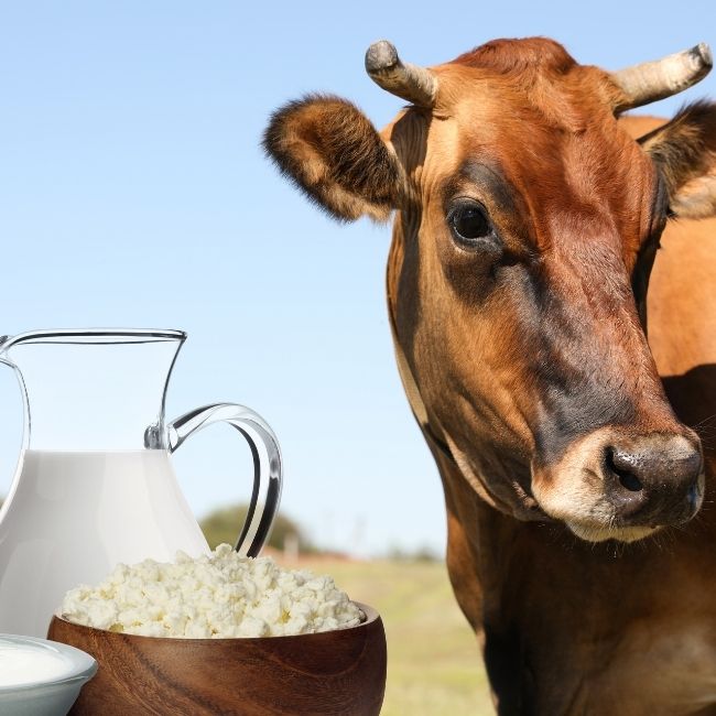 Pashupalan Khurak Chart, Cow Feeding Chart, Buffalo Feeding Chart