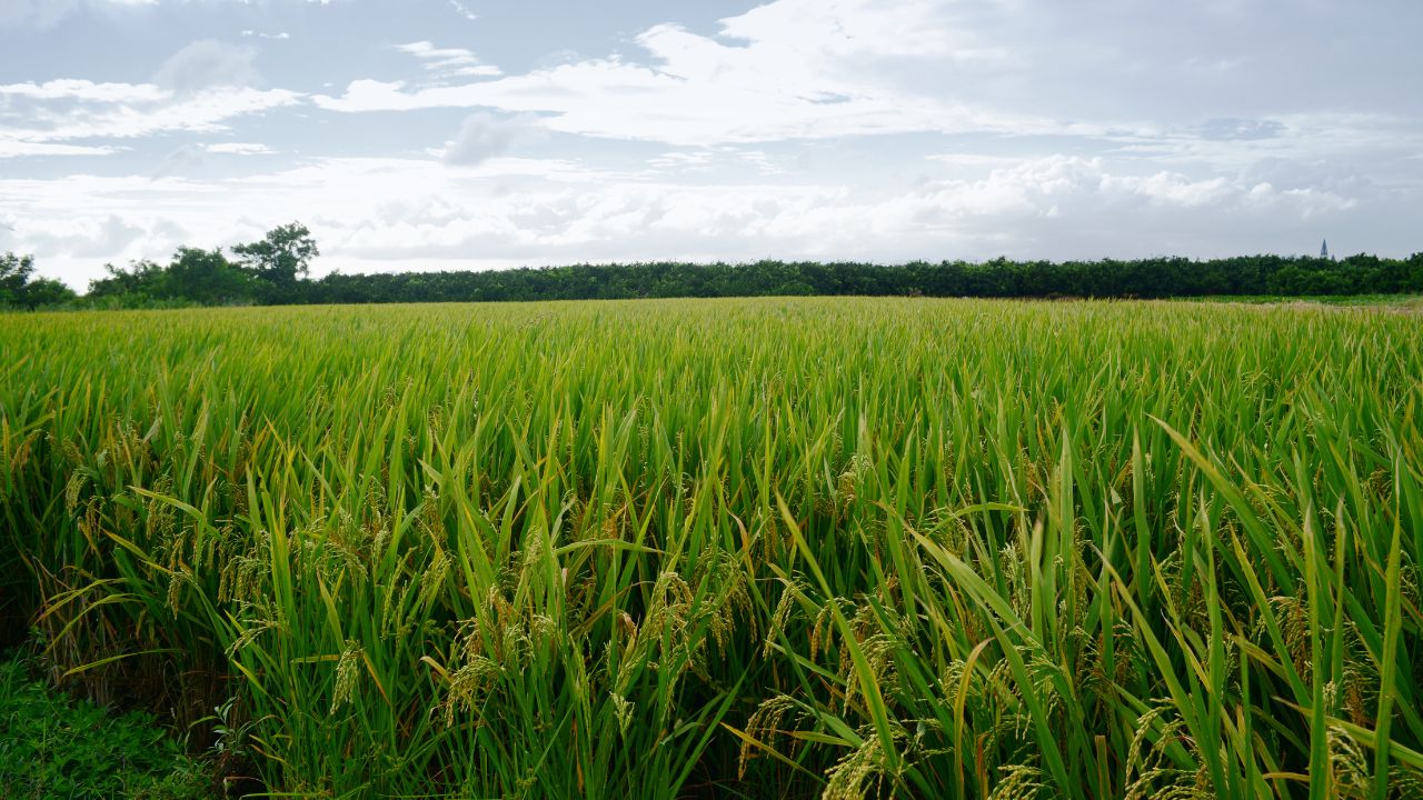 Get Rid Barbed Wire And Shock Machines Save Crop Planting Green Coriander Wheat Ridges