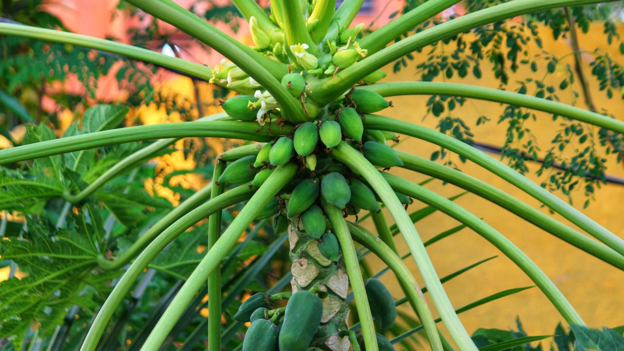 6 महीने में फल, 3 साल तक कमाई, पपीते की खेती बदल रही किसानों की आमदनी की तस्वीर