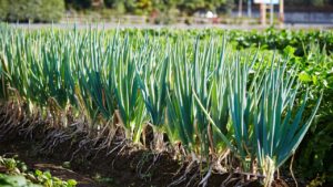 फरवरी में करें प्याज की इन किस्मों की बुवाई, 400 क्विंटल होगी पैदावार.. बस 15 दिन पहले करें ये काम