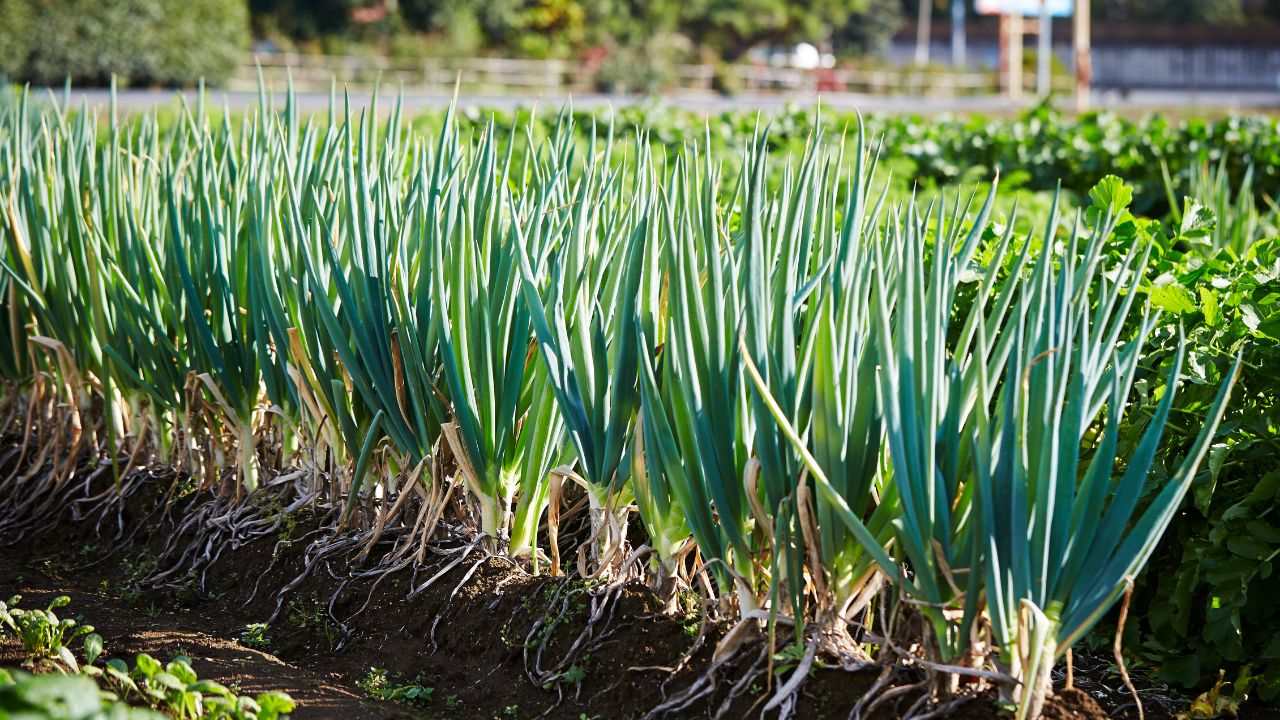 Onion Farming Adopt New Method Cultivation Thick Bulbs Formed Low Cost And Yield Double