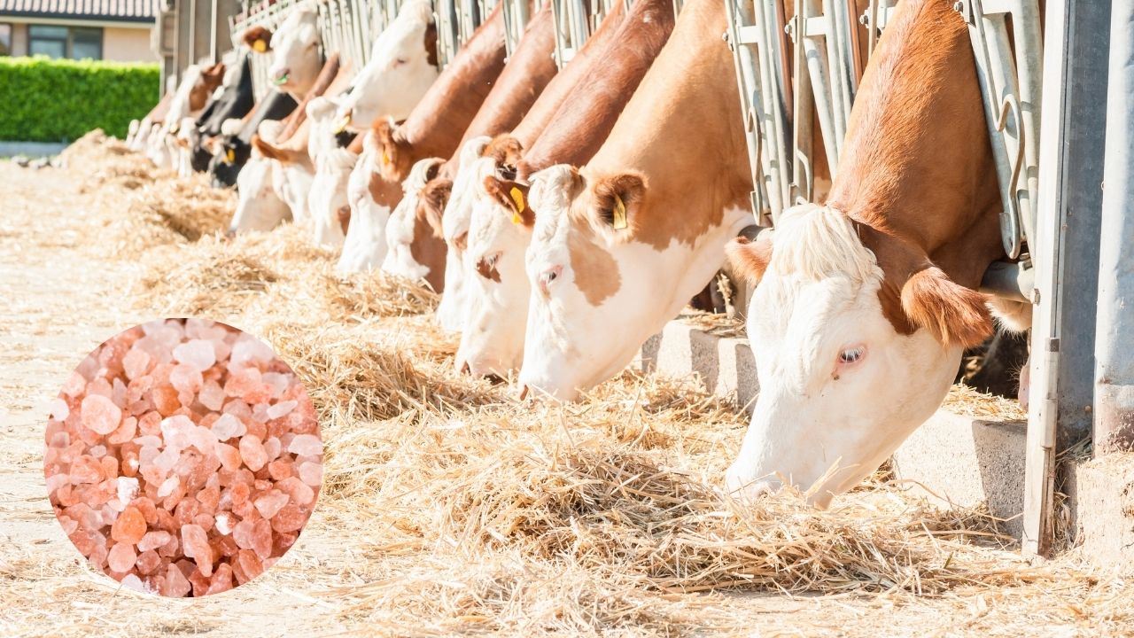 Winter Tips : सिर्फ 50 ग्राम सेंधा नमक से बढ़ सकता है दूध, सर्दियों में जरूर अपनाएं ये उपाय