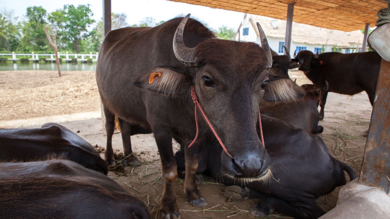 Buffalo Farming Powerful Breed Generate Huge Income It Gives 3500 Liters Milk In One Calving