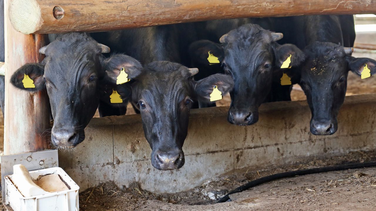 Animal Husbandry Generate Huge Income Central Government Offering Opportunities And Huge Subsidies Set Up Industries