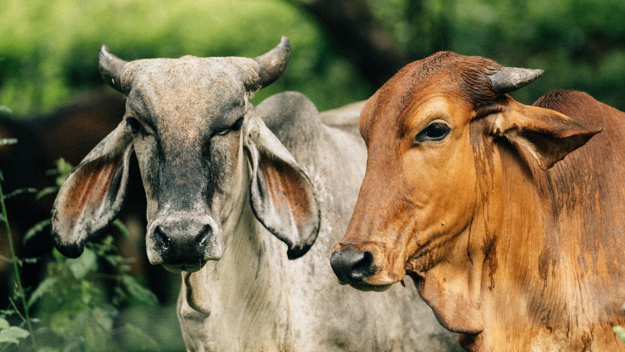 सर्दियों में गाय-भैंस के लिए रूम हीटर की तरह काम करेगी ये देसी चीज! गर्म रहेगा पशु नहीं घटेगा दूध