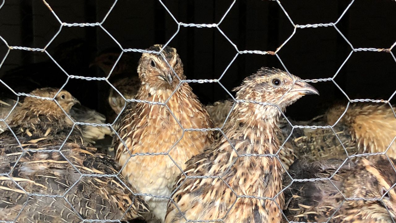 गांव में बैठे-बैठे इस पक्षी का करें पालन, 45 दिन में हो जाएगा तैयार.. मार्केट में है बहुत डिमांड