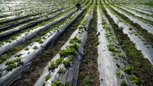 Kisan Bima Yojana: महज 4 दिन बचा है समय, 31 दिसंबर से पहले करा लें फसल बीमा.. इतना है प्रीमियम